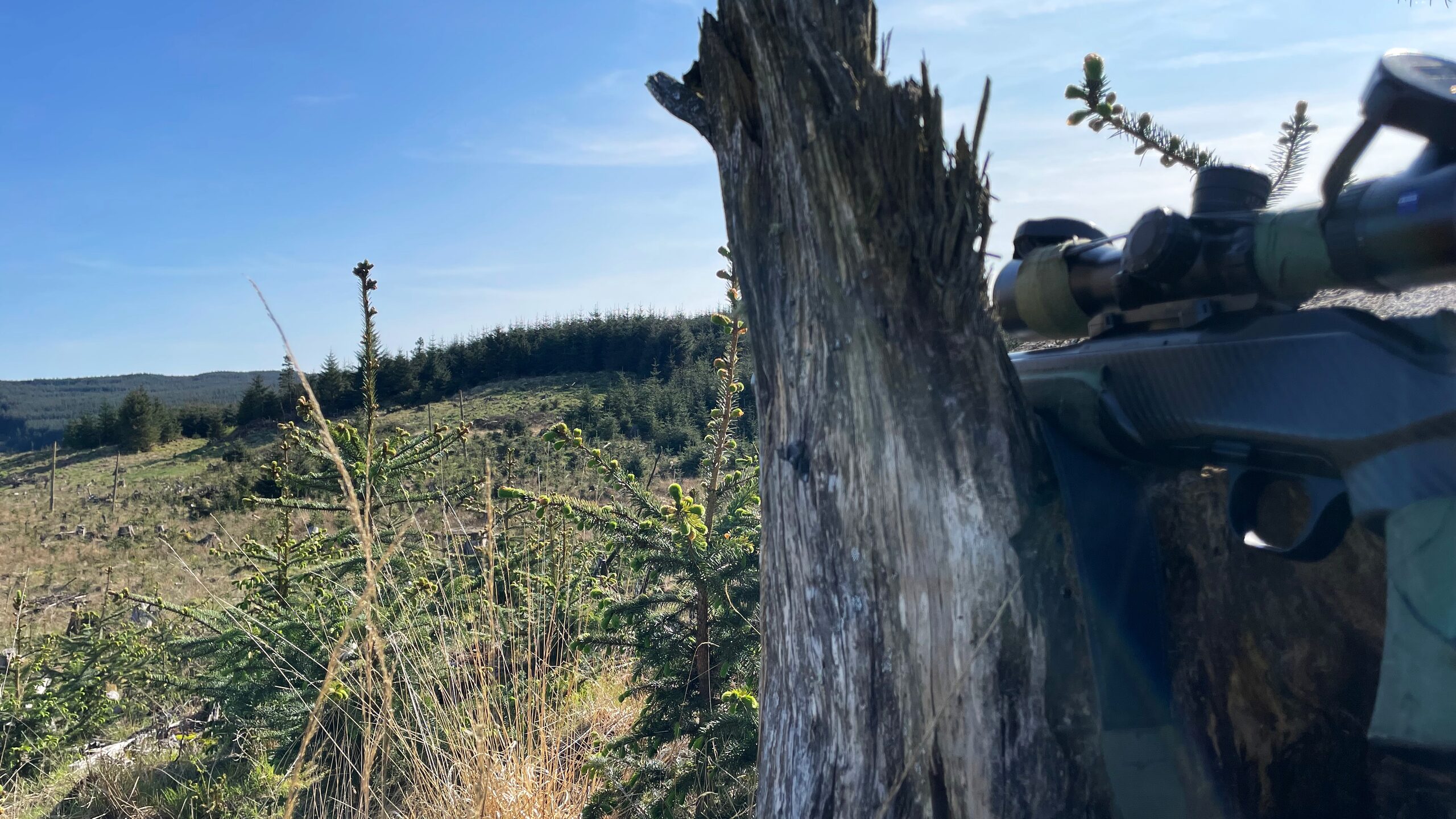 Rifle resting on a weathered stump on a Scottish hillside