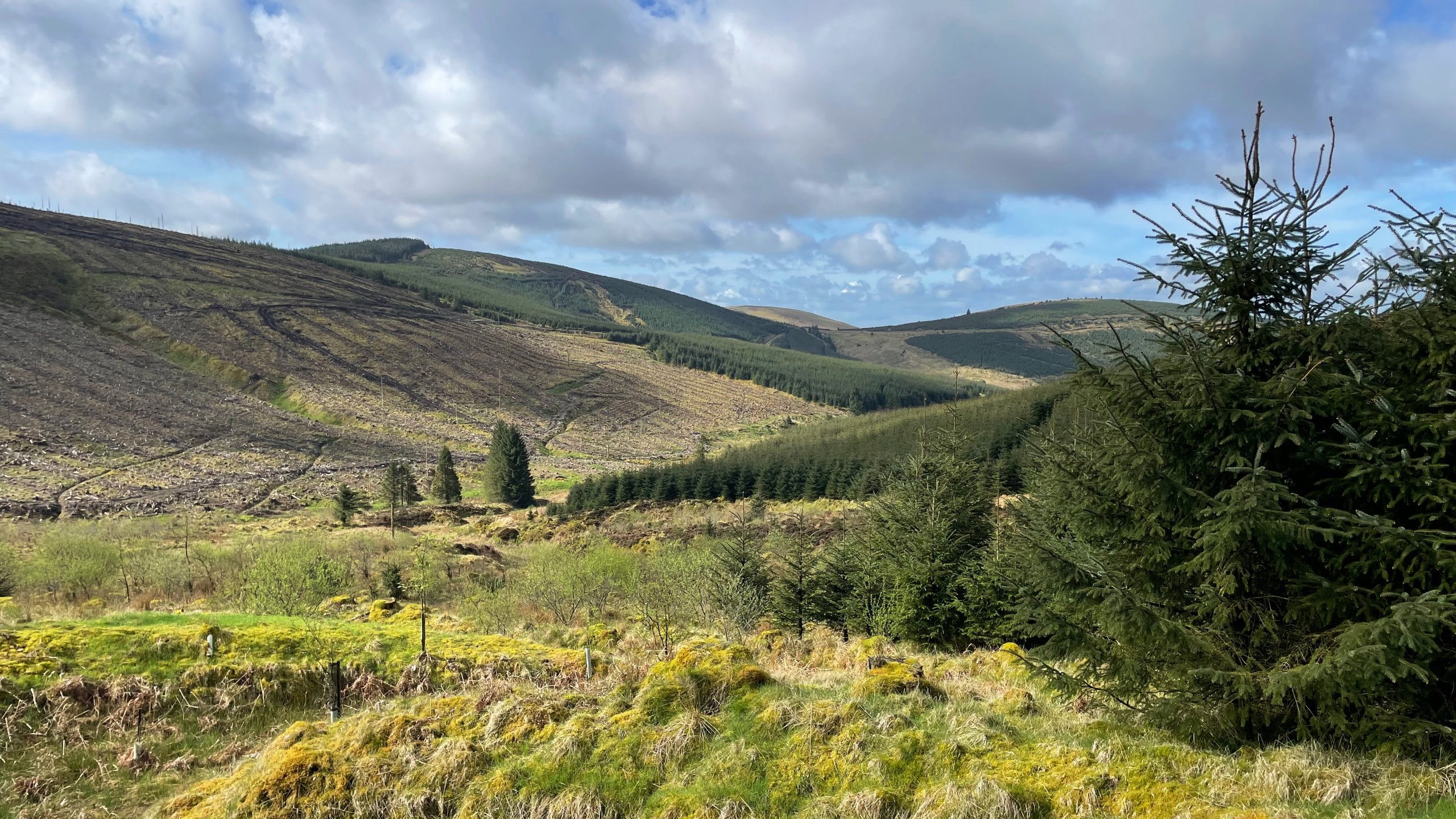 Scottish lowland with hills and pine trees